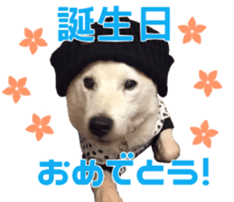 Marilyn family's brilliant cat dog story sticker #14648657