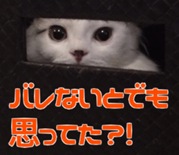 Marilyn family's brilliant cat dog story sticker #14648658