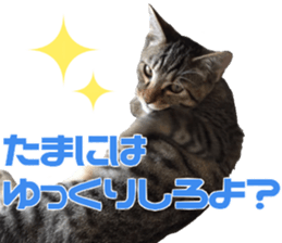 Marilyn family's brilliant cat dog story sticker #14648661