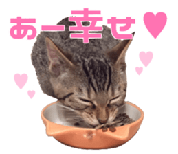 Marilyn family's brilliant cat dog story sticker #14648662