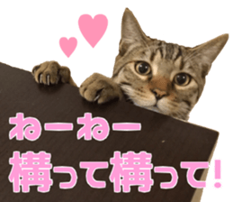 Marilyn family's brilliant cat dog story sticker #14648667