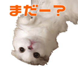 Marilyn family's brilliant cat dog story sticker #14648668