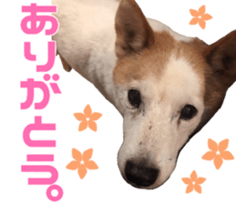 Marilyn family's brilliant cat dog story sticker #14648670