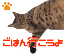 Marilyn family's brilliant cat dog story sticker #14648671