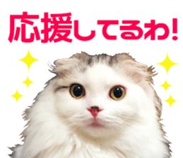 Marilyn family's brilliant cat dog story sticker #14648672