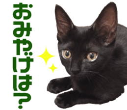 Marilyn family's brilliant cat dog story sticker #14648673