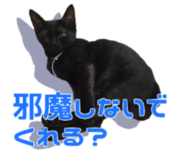 Marilyn family's brilliant cat dog story sticker #14648674