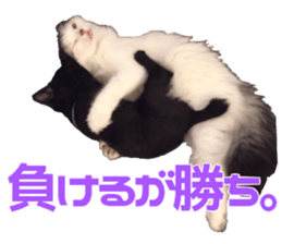 Marilyn family's brilliant cat dog story sticker #14648676