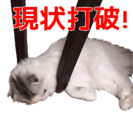 Marilyn family's brilliant cat dog story sticker #14648678