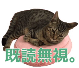 Marilyn family's brilliant cat dog story sticker #14648679