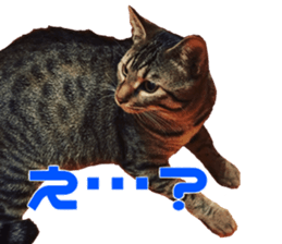 Marilyn family's brilliant cat dog story sticker #14648684