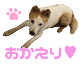 Marilyn family's brilliant cat dog story sticker #14648685