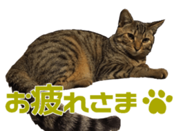 Marilyn family's brilliant cat dog story sticker #14648688