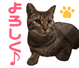 Marilyn family's brilliant cat dog story sticker #14648690