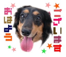 Real DOG Dachshund Black & Tan sticker #14651062