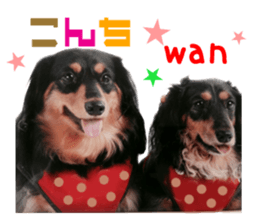 Real DOG Dachshund Black & Tan sticker #14651063