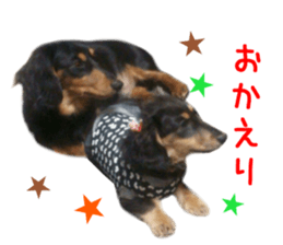 Real DOG Dachshund Black & Tan sticker #14651064