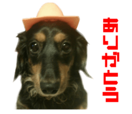 Real DOG Dachshund Black & Tan sticker #14651065