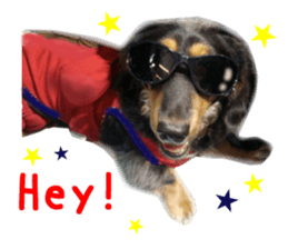 Real DOG Dachshund Black & Tan sticker #14651066