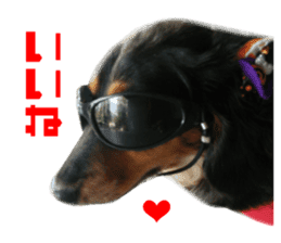 Real DOG Dachshund Black & Tan sticker #14651067