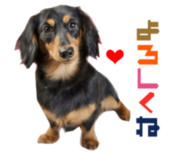 Real DOG Dachshund Black & Tan sticker #14651068
