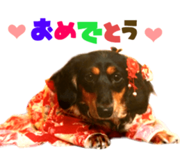 Real DOG Dachshund Black & Tan sticker #14651069