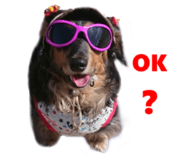 Real DOG Dachshund Black & Tan sticker #14651071