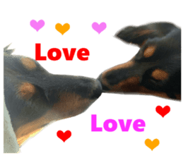 Real DOG Dachshund Black & Tan sticker #14651072