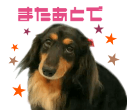 Real DOG Dachshund Black & Tan sticker #14651073