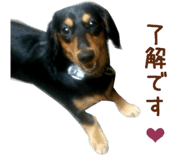 Real DOG Dachshund Black & Tan sticker #14651074