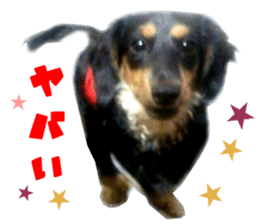 Real DOG Dachshund Black & Tan sticker #14651075