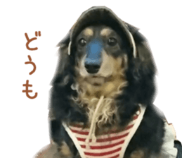 Real DOG Dachshund Black & Tan sticker #14651076