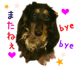 Real DOG Dachshund Black & Tan sticker #14651077