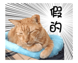 Cats TNR sticker #14652238