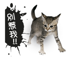 Cats TNR sticker #14652239