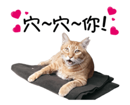 Cats TNR sticker #14652240