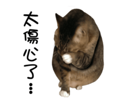 Cats TNR sticker #14652241