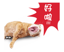 Cats TNR sticker #14652243