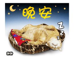 Cats TNR sticker #14652246