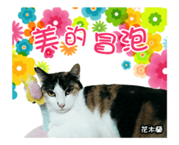 Cats TNR sticker #14652247