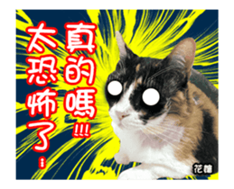 Cats TNR sticker #14652248