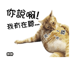 Cats TNR sticker #14652249