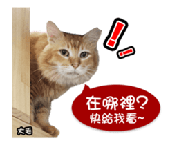 Cats TNR sticker #14652250