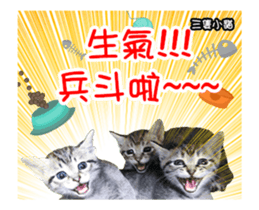 Cats TNR sticker #14652251