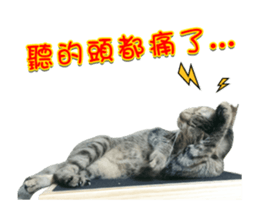 Cats TNR sticker #14652253