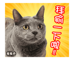 Cats TNR sticker #14652254