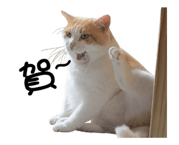 Cats TNR sticker #14652256