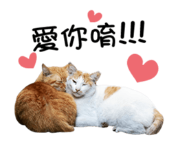 Cats TNR sticker #14652257