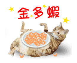 Cats TNR sticker #14652258