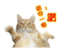 Cats TNR sticker #14652259